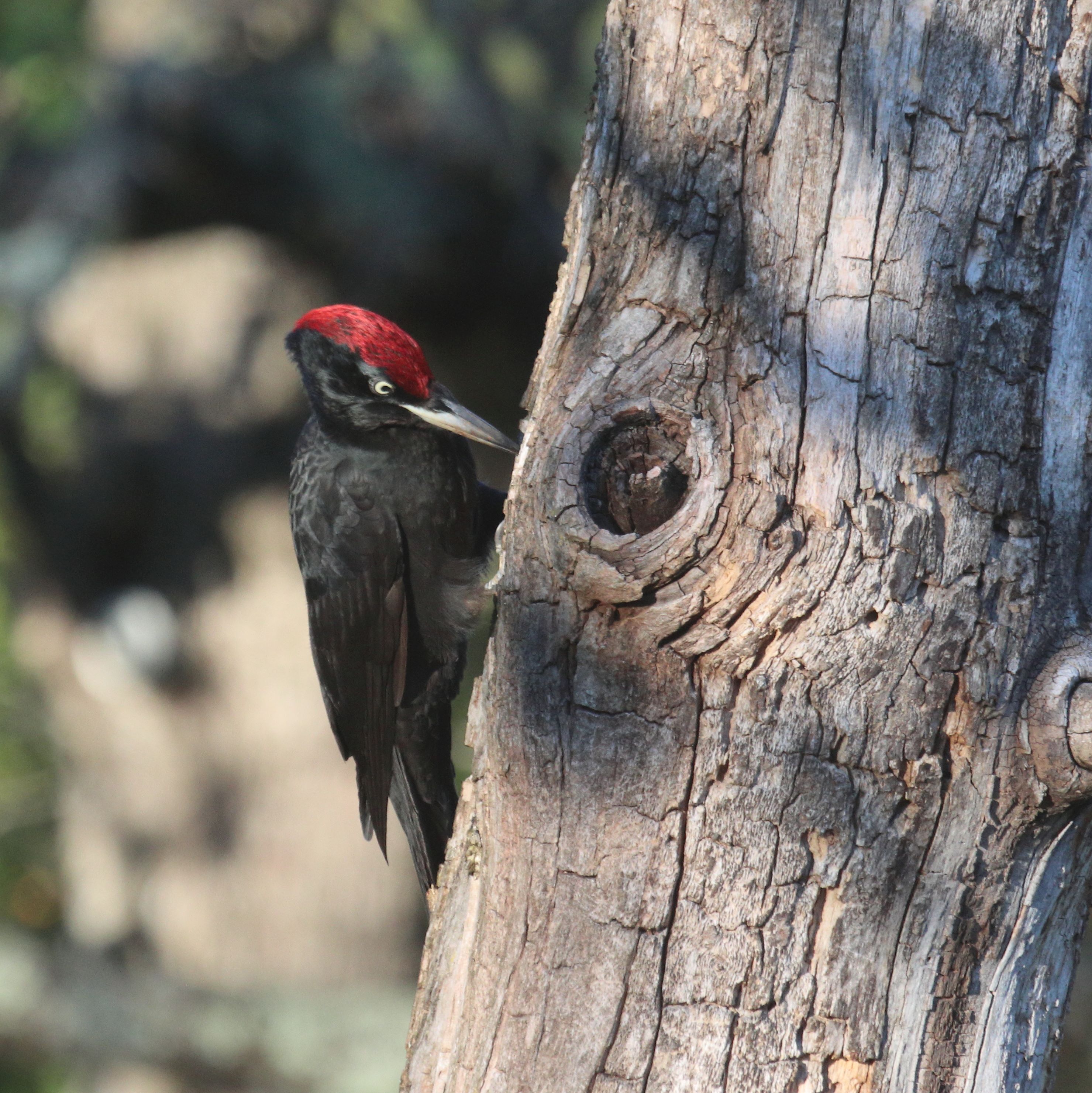 **Black woodpecker (Dryocopus martius)**.  A species with a very distinctive call that is heard calling across the forest on a regular basis. The species doesn't appear in the garden too often though, so I was lucky that this one perched on the dead cherry tree for long enough for me to get this photo.